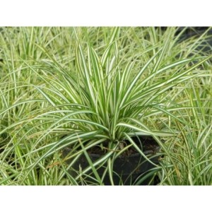 turzyca ptasie łapki (Carex ornithopoda) Variegata- Świat bylin - sklep internetowy