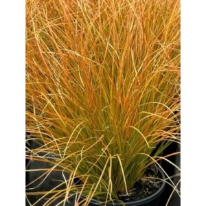 turzyca ceglasta (Carex testacea) Prairie Fire- Świat bylin - sklep internetowy