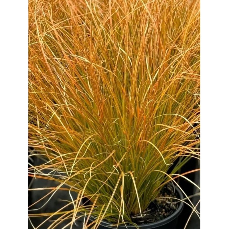 turzyca ceglasta (Carex testacea) Prairie Fire- Świat bylin - sklep internetowy