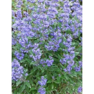 barbula klandońska (Caryopteris clandonensis) Emerald Crest- Świat bylin - sklep internetowy