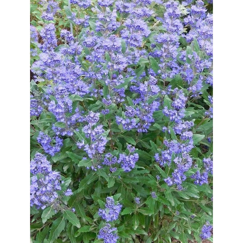 barbula klandońska (Caryopteris clandonensis) Emerald Crest- Świat bylin - sklep internetowy