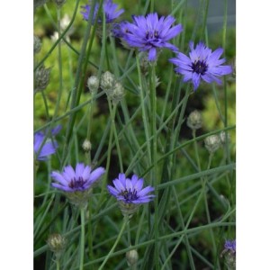 kupidynek błękitny (Catananche caerulea) - Świat bylin - sklep internetowy