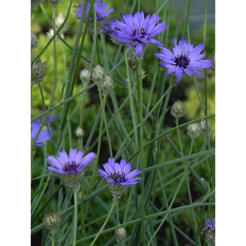 kupidynek błękitny (Catananche caerulea) - Świat bylin - sklep internetowy