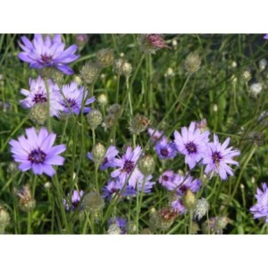 kupidynek błękitny (Catananche caerulea) - Świat bylin - sklep internetowy