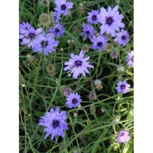 kupidynek błękitny (Catananche caerulea) - Świat bylin - sklep internetowy