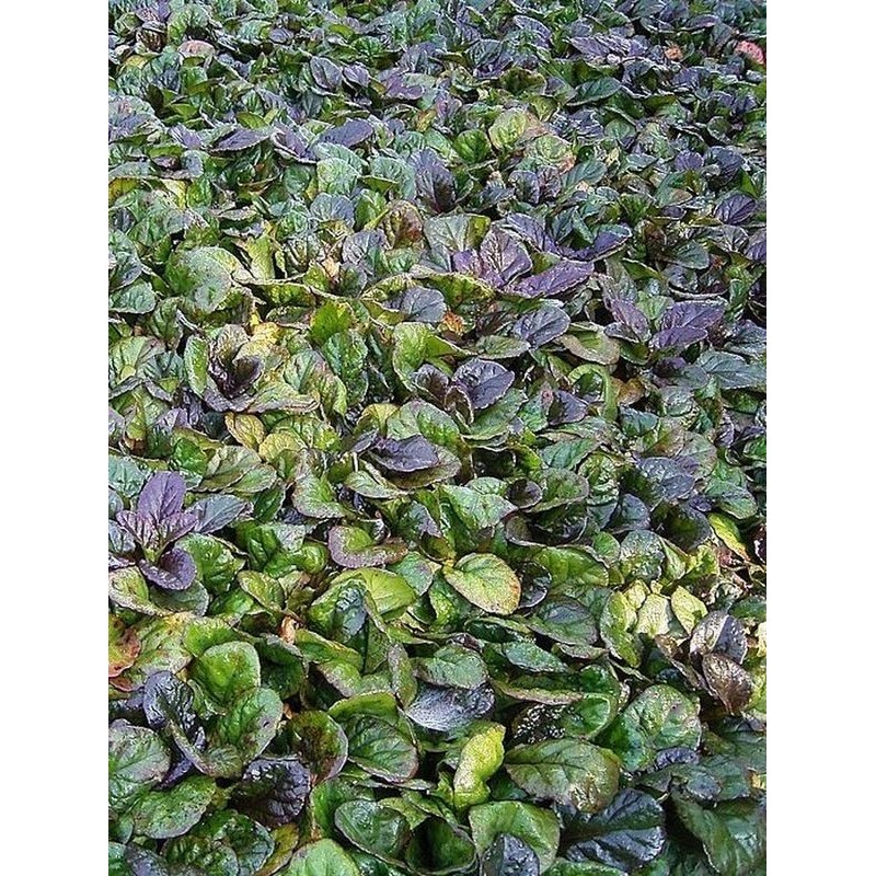 dąbrówka rozłogowa (Ajuga reptans) Atropurpurea- Świat bylin - sklep internetowy