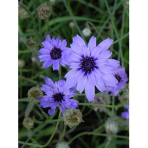kupidynek błękitny (Catananche caerulea) - Świat bylin - sklep internetowy