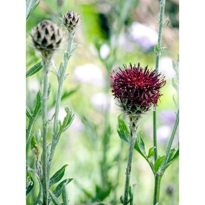 chaber krwisty (Centaurea atropurpurea) - Świat bylin - sklep internetowy