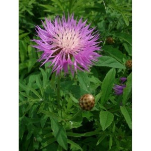 chaber białawy (Centaurea dealbata) - Świat bylin - sklep internetowy