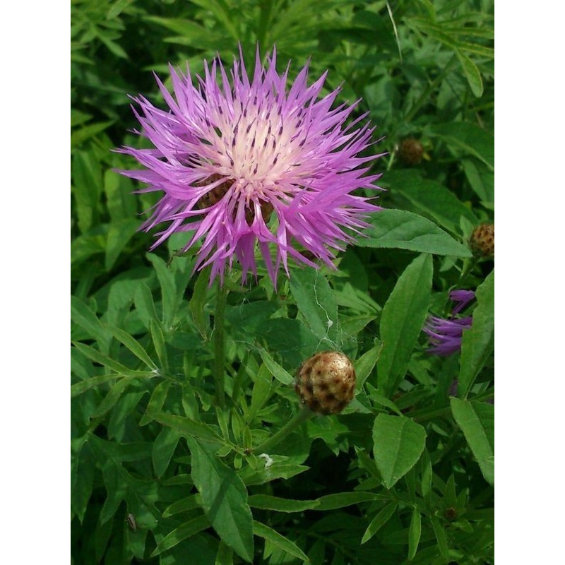 chaber białawy (Centaurea dealbata) - Świat bylin - sklep internetowy