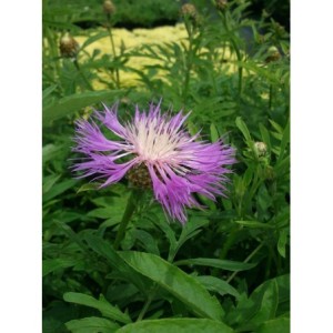 chaber białawy (Centaurea dealbata) - Świat bylin - sklep internetowy