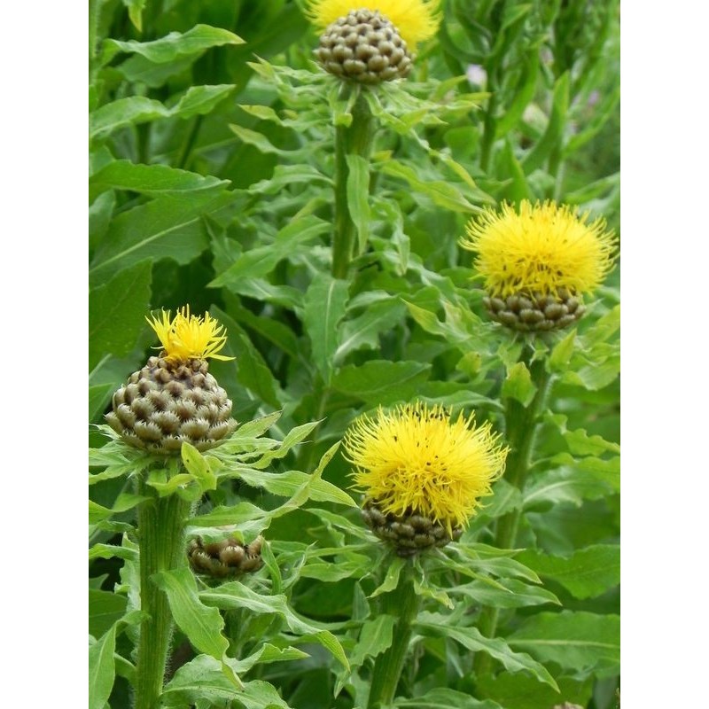 chaber wielkogłówkowy (Centaurea macrocephala) - Świat bylin - sklep internetowy