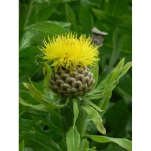 chaber wielkogłówkowy (Centaurea macrocephala) - Świat bylin - sklep internetowy