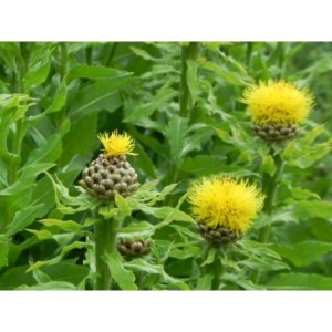 chaber wielkogłówkowy (Centaurea macrocephala) - Świat bylin - sklep internetowy