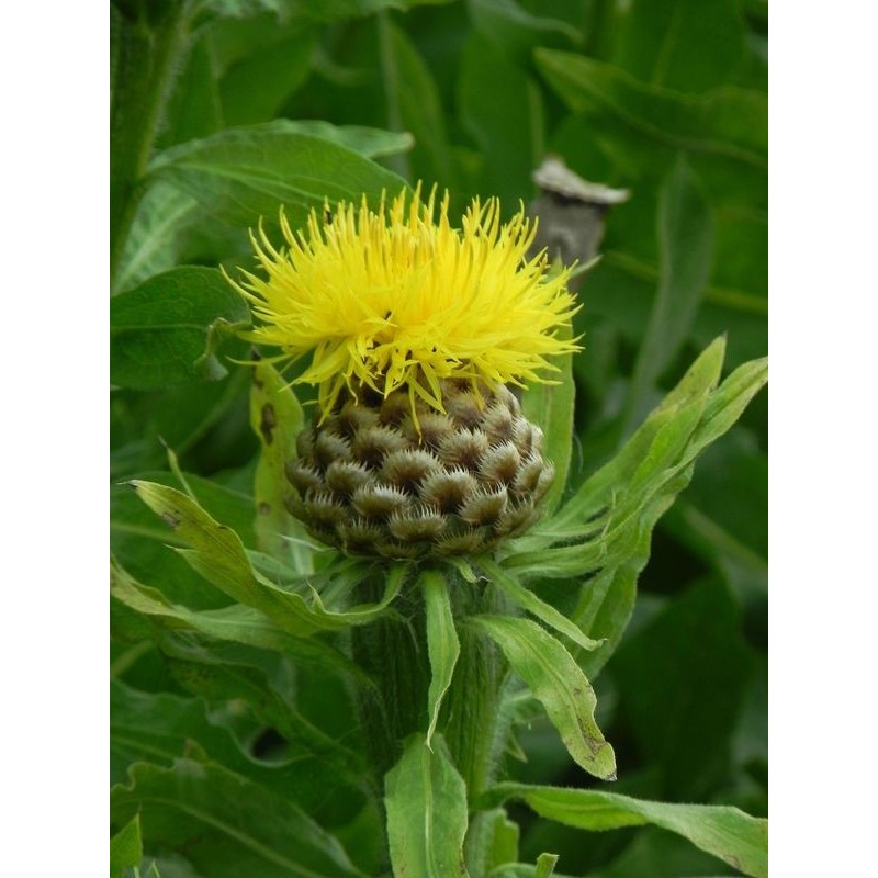 chaber wielkogłówkowy (Centaurea macrocephala) Deep Yellow- Świat bylin - sklep internetowy