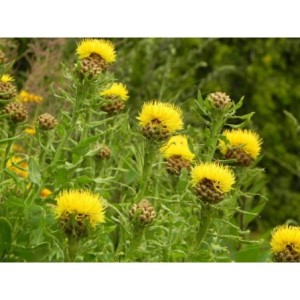 chaber wielkogłówkowy (Centaurea macrocephala) Deep Yellow- Świat bylin - sklep internetowy