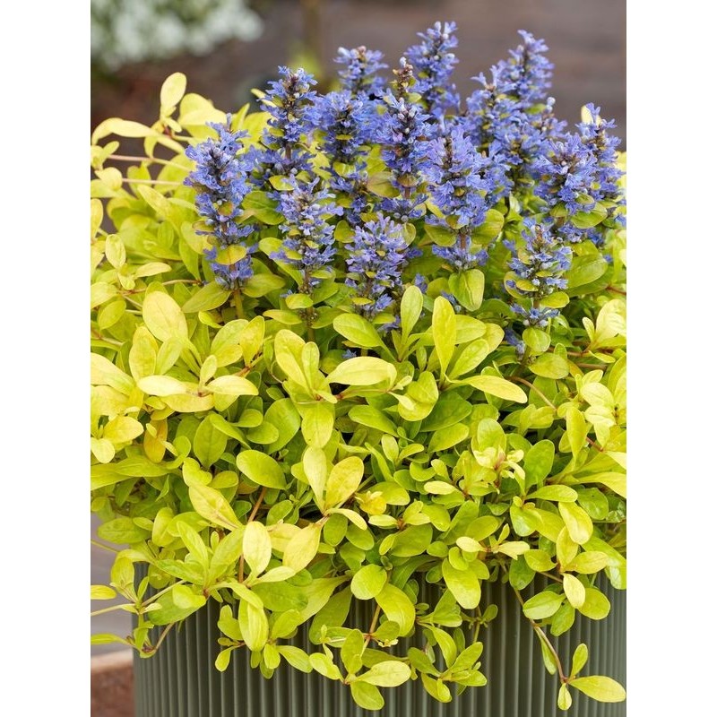 dąbrówka rozłogowa (Ajuga reptans) Feathered Friends™ Cordial Canary- Świat bylin - sklep internetowy
