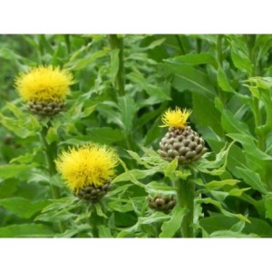 chaber wielkogłówkowy (Centaurea macrocephala) Deep Yellow- Świat bylin - sklep internetowy