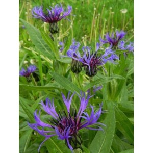 chaber górski (Centaurea montana) - Świat bylin - sklep internetowy