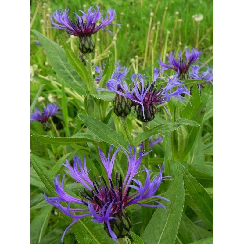 chaber górski (Centaurea montana) - Świat bylin - sklep internetowy