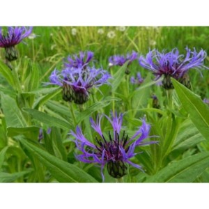 chaber górski (Centaurea montana) - Świat bylin - sklep internetowy