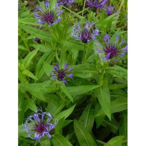 chaber górski (Centaurea montana) - Świat bylin - sklep internetowy