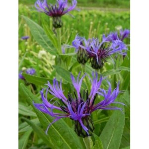 chaber górski (Centaurea montana) - Świat bylin - sklep internetowy