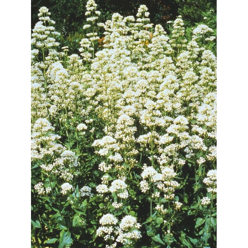 ostrogowiec czerwony (Centranthus ruber) Albus- Świat bylin - sklep internetowy