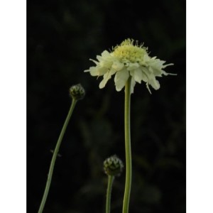 głowaczek olbrzymi (Cephalaria gigantea) - Świat bylin - sklep internetowy