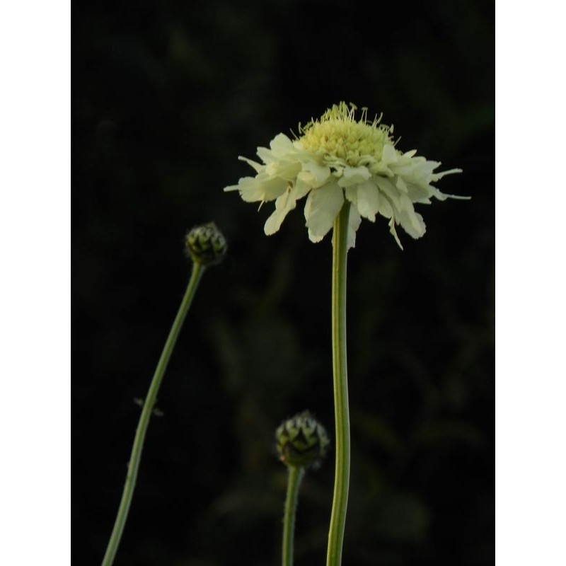 głowaczek olbrzymi (Cephalaria gigantea) - Świat bylin - sklep internetowy