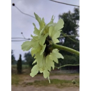 głowaczek olbrzymi (Cephalaria gigantea) - Świat bylin - sklep internetowy