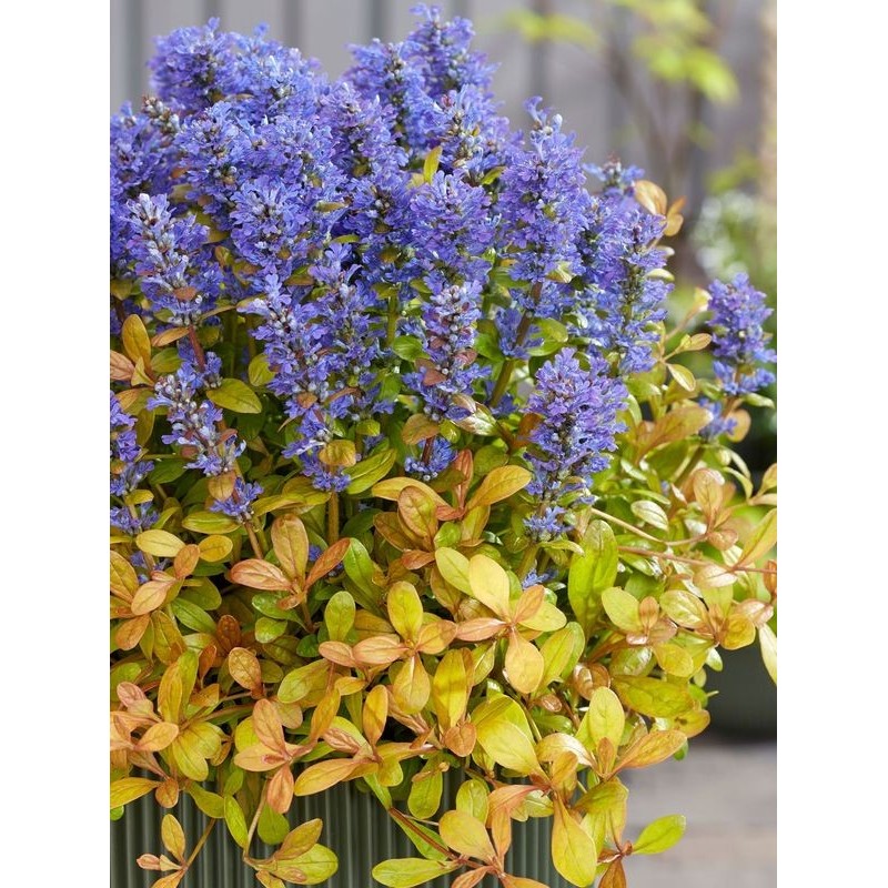 dąbrówka rozłogowa (Ajuga reptans) Feathered Friends™ Fancy Finch- Świat bylin - sklep internetowy