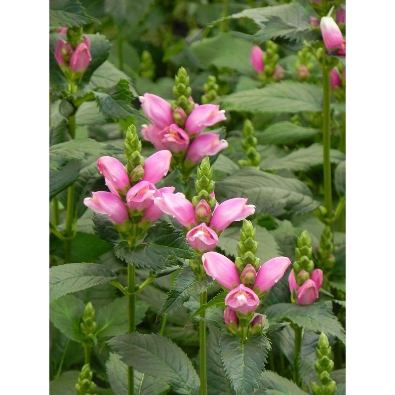 żółwik ukośny (Chelone obliqua) - Świat bylin - sklep internetowy