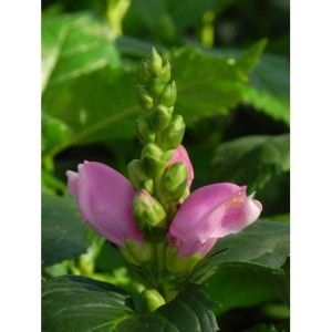 żółwik ukośny (Chelone obliqua) - Świat bylin - sklep internetowy