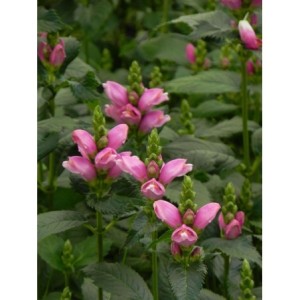 żółwik ukośny (Chelone obliqua) - Świat bylin - sklep internetowy