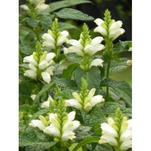 żółwik ukośny (Chelone obliqua) Alba- Świat bylin - sklep internetowy