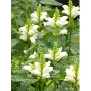 żółwik ukośny (Chelone obliqua) Alba- Świat bylin - sklep internetowy