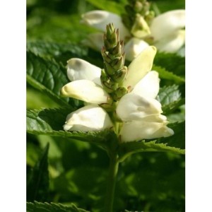 żółwik ukośny (Chelone obliqua) Alba- Świat bylin - sklep internetowy