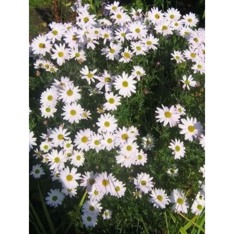 złocień arktyczny (Chrysanthemum arcticum) - Świat bylin - sklep internetowy