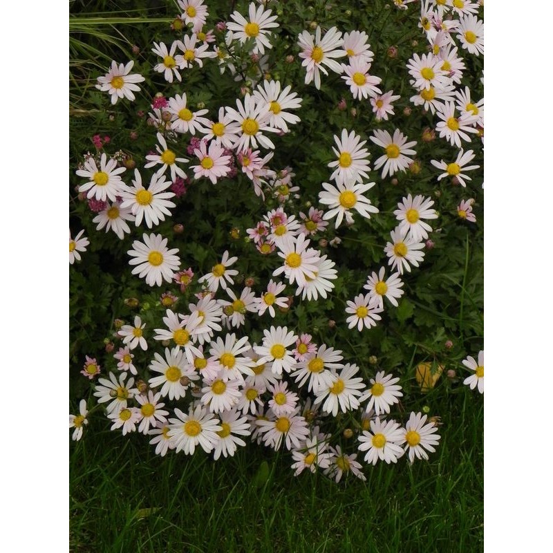 złocień arktyczny (Chrysanthemum arcticum) Roseum- Świat bylin - sklep internetowy