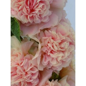 malwa różowa (Alcea rosea) Chaters Double Apricot- Świat bylin - sklep internetowy