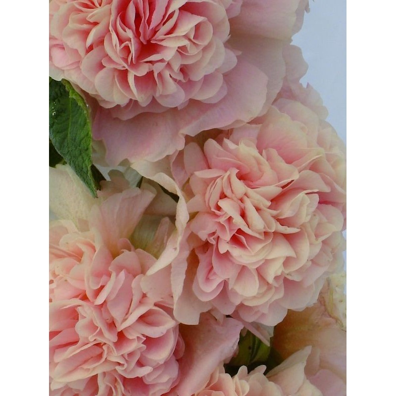 malwa różowa (Alcea rosea) Chaters Double Apricot- Świat bylin - sklep internetowy