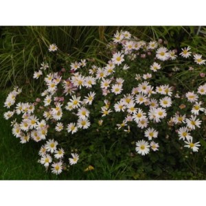 złocień arktyczny (Chrysanthemum arcticum) Roseum- Świat bylin - sklep internetowy