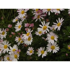 złocień arktyczny (Chrysanthemum arcticum) Roseum- Świat bylin - sklep internetowy