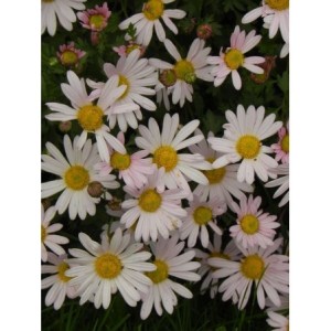 złocień arktyczny (Chrysanthemum arcticum) Roseum- Świat bylin - sklep internetowy