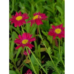 złocień różowy (Chrysanthemum coccineum) Robinson Red- Świat bylin - sklep internetowy