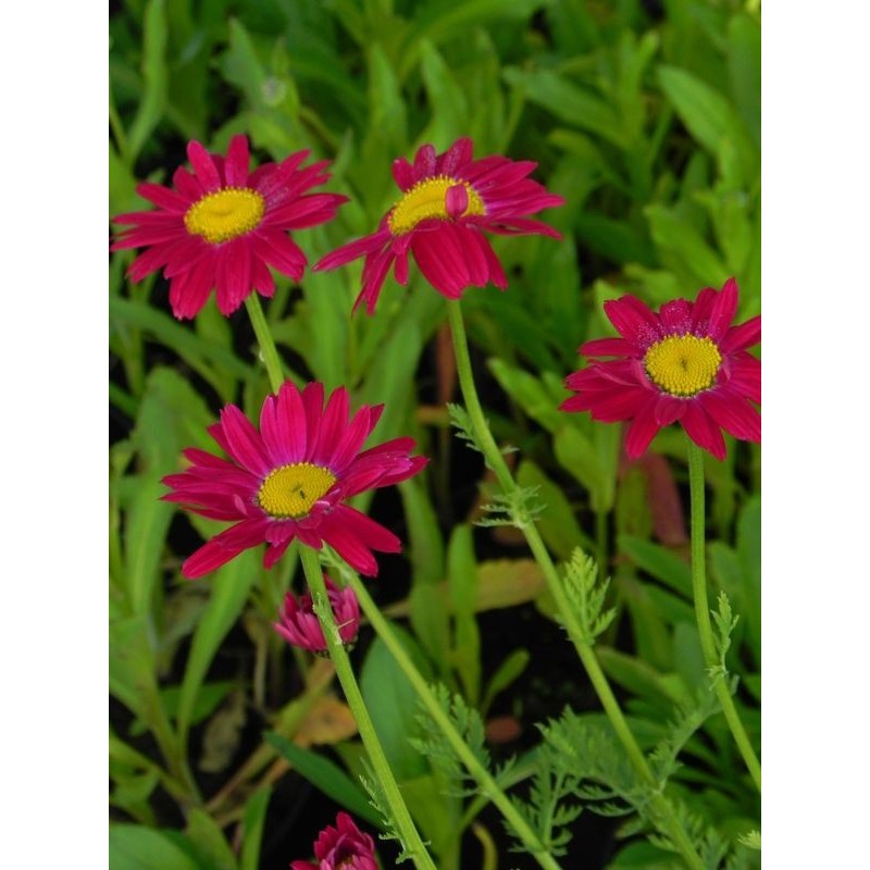 złocień różowy (Chrysanthemum coccineum) Robinson Red- Świat bylin - sklep internetowy