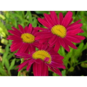 złocień różowy (Chrysanthemum coccineum) Robinson Red- Świat bylin - sklep internetowy