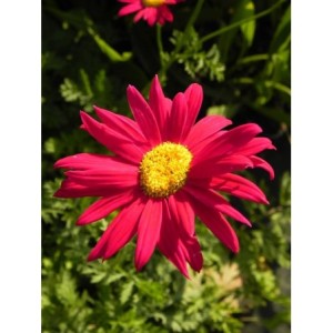 złocień różowy (Chrysanthemum coccineum) Robinson Red- Świat bylin - sklep internetowy