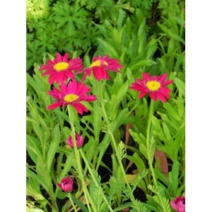 złocień różowy (Chrysanthemum coccineum) Robinson Red- Świat bylin - sklep internetowy